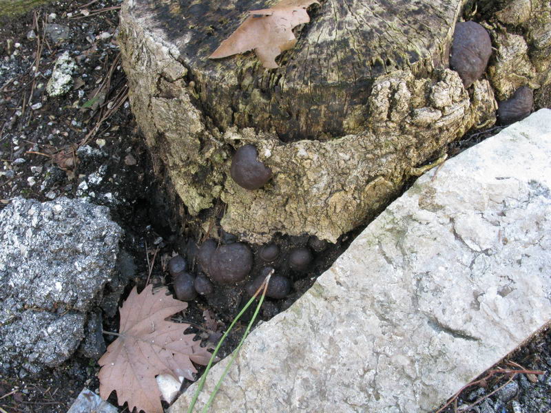 Daldinia concentrica in Umbria a Terni